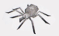 Ragno
