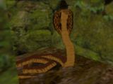 Cobra