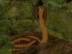 Cobra