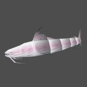 Pesce gatto
