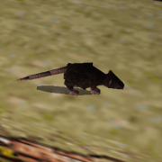 Ratto